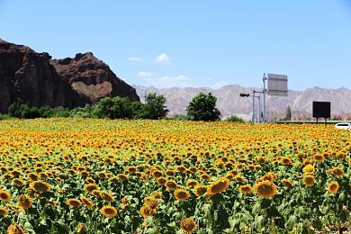 Stadia版《荒野大镖客OL》主播六千小时存档或将消失