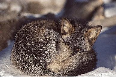 《任天堂明星大乱斗》制作人樱井政博身体已恢复